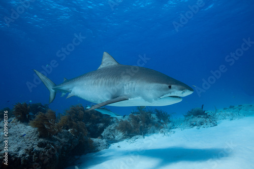 Tiger shark cruising past a coral patch and a light sandy seabed