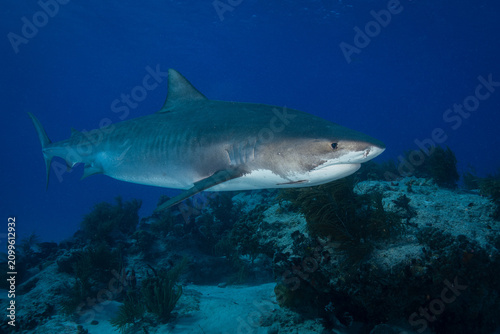 Large tiger shark swimming low above a dark coral reef ridge