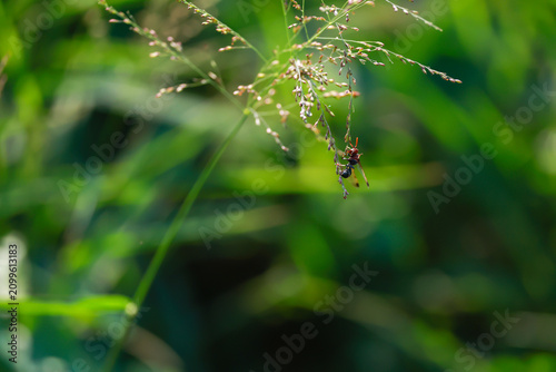 A red and black wasp hangs from delicate wild grass against a softly blurred green meadow.