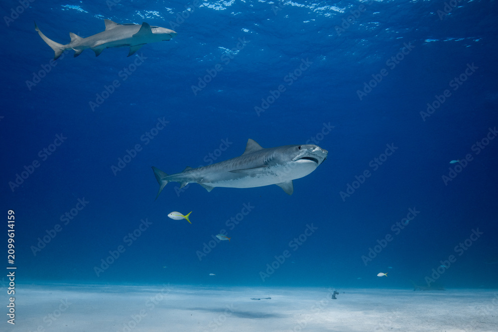 Obraz premium Tiger shark cruising above a sandy seabed with a background lemon shark beneath a rippling surface