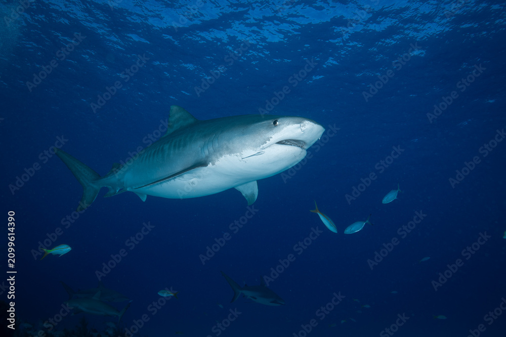Naklejka premium Tiger shark swimming beneath a rippling ocean surface with passing background fish