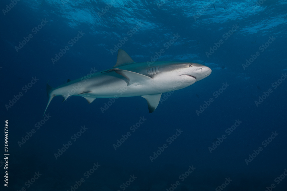 Fototapeta premium Caribbean reef shark swimming through deep blue water