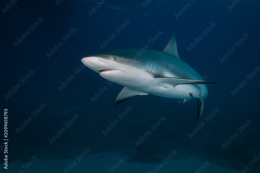 Obraz premium Caribbean reef shark swimming close by over a dark sandy seabed background The Bahamas