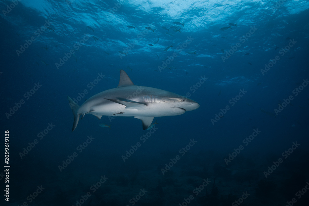 Fototapeta premium Caribbean reef shark swimming in deep blue water below a rippling surface 