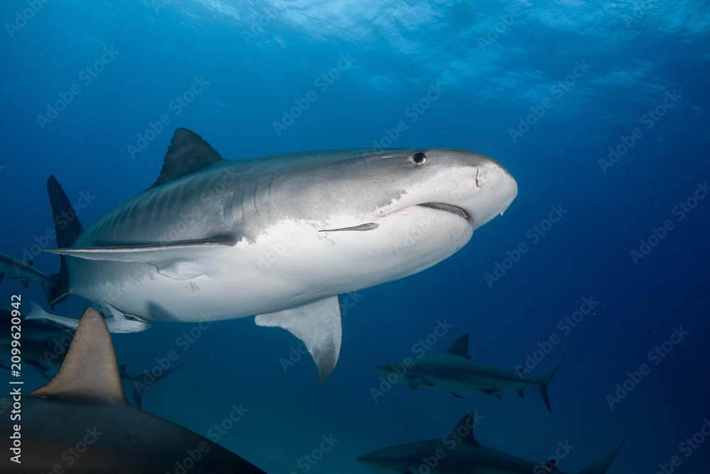 Naklejka premium Up-close view of a large tiger shark swimming with multiple background Caribbean reef sharks