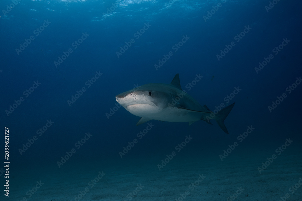 Obraz premium Wide angle view of a tiger shark swimming through deep blue open water