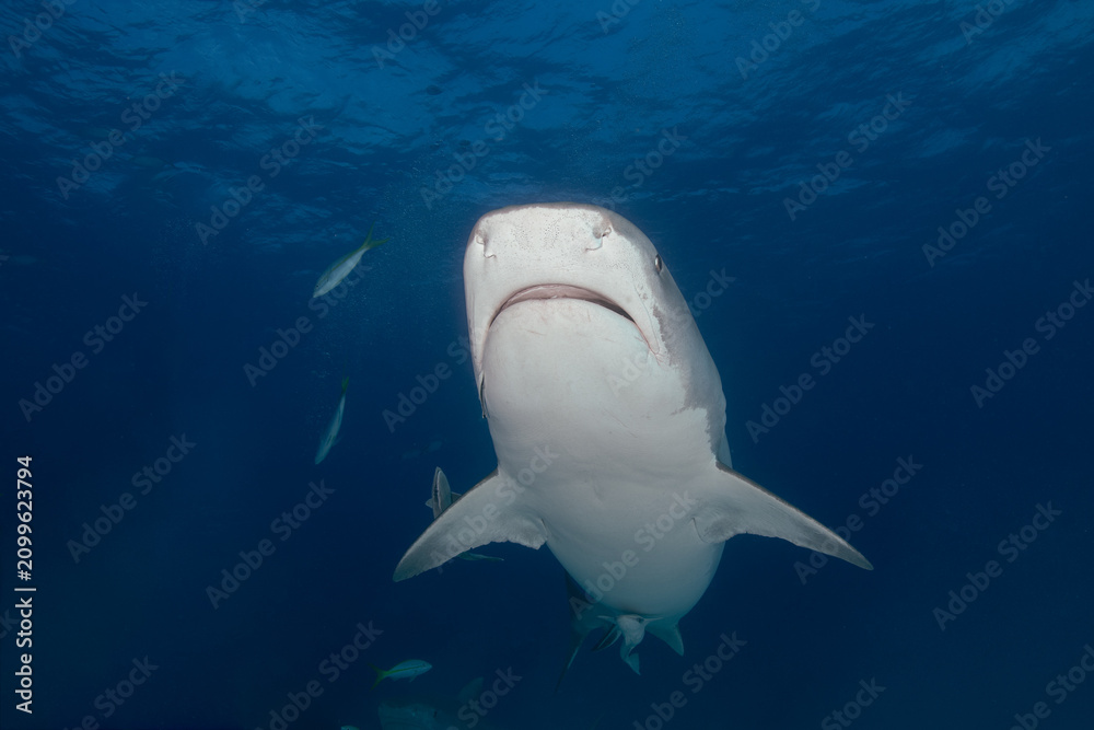 Fototapeta premium Tiger shark swimming head-on directly toward the camera under a rippling surface in the Bahamas
