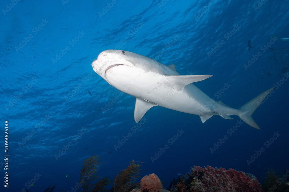 Obraz premium Tiger shark cruising above a coral reef at Tiger Beach Bahamas