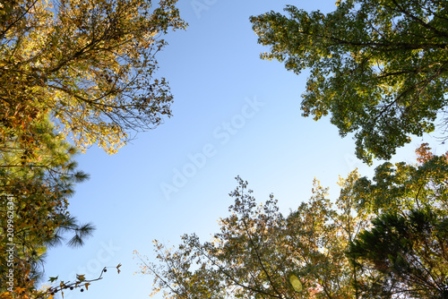 Fotografía Golden leaves frame a clear blue sky