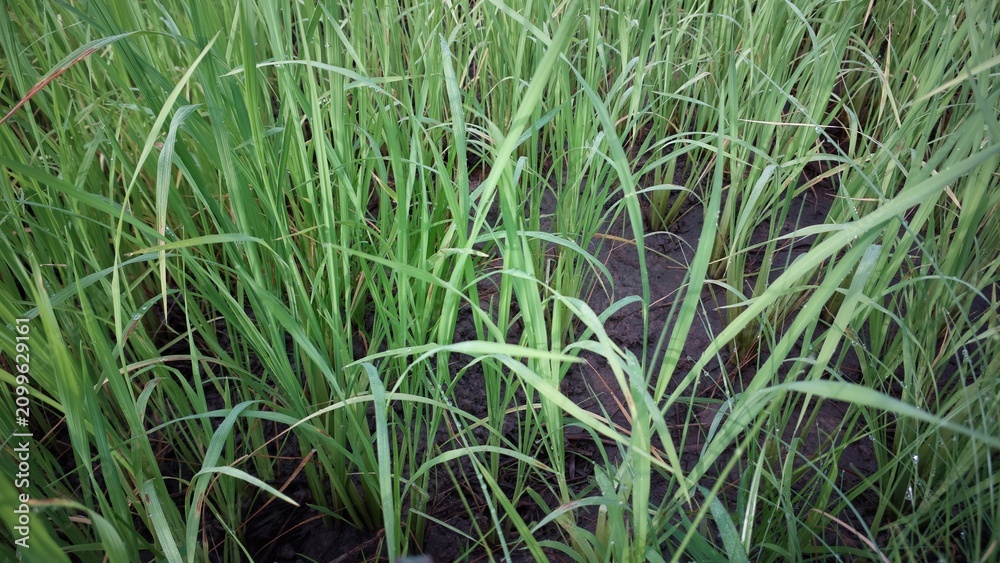 Obraz premium Young green rice seedlings growing in a flooded agricultural paddy field