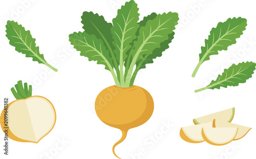 Bild auf Leinwand Fresh yellow turnip vector set featuring whole root vegetable with green leaves, cut half, and sliced pieces isolated on clean white background