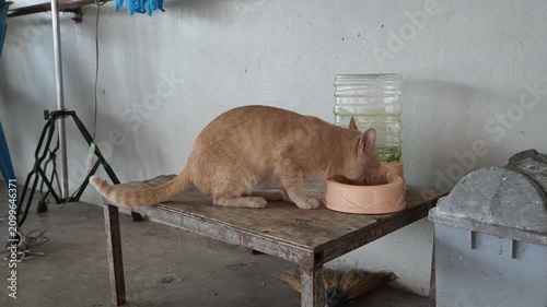 cat drinking fresh water from a bowl