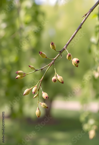 Tree branch with numerous g...