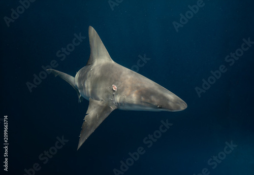 Sandbar shark