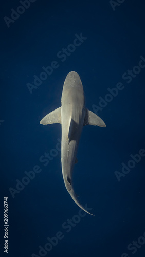 Sandbar shark