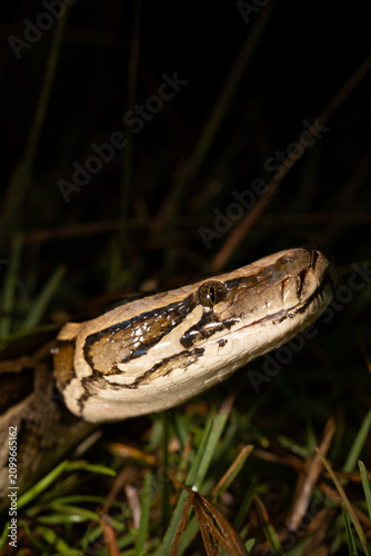 Burmese python