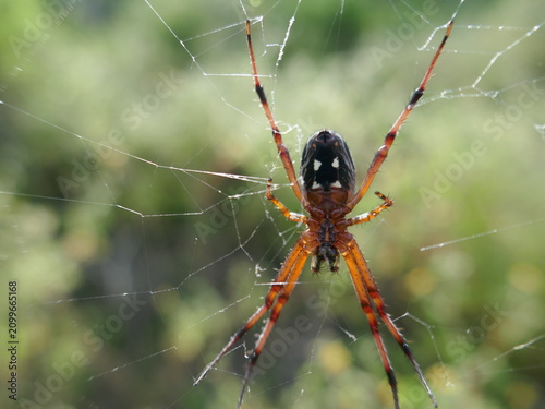 Galapagos zig-zag spider hanging on web underside view close-up