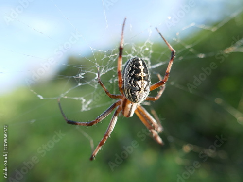 Spider rests center of intricate, glistening web. Web shines under soft, natural daylight. Green background blurs, highlighting spider's patterned body. Spider's legs stretch, poised