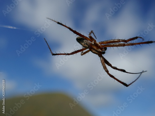 Galapagos zig-zag spider appears to be floating in space with web not visible