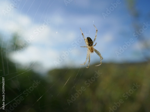 Spiderweb with Galapagos zig-zag spider hanging