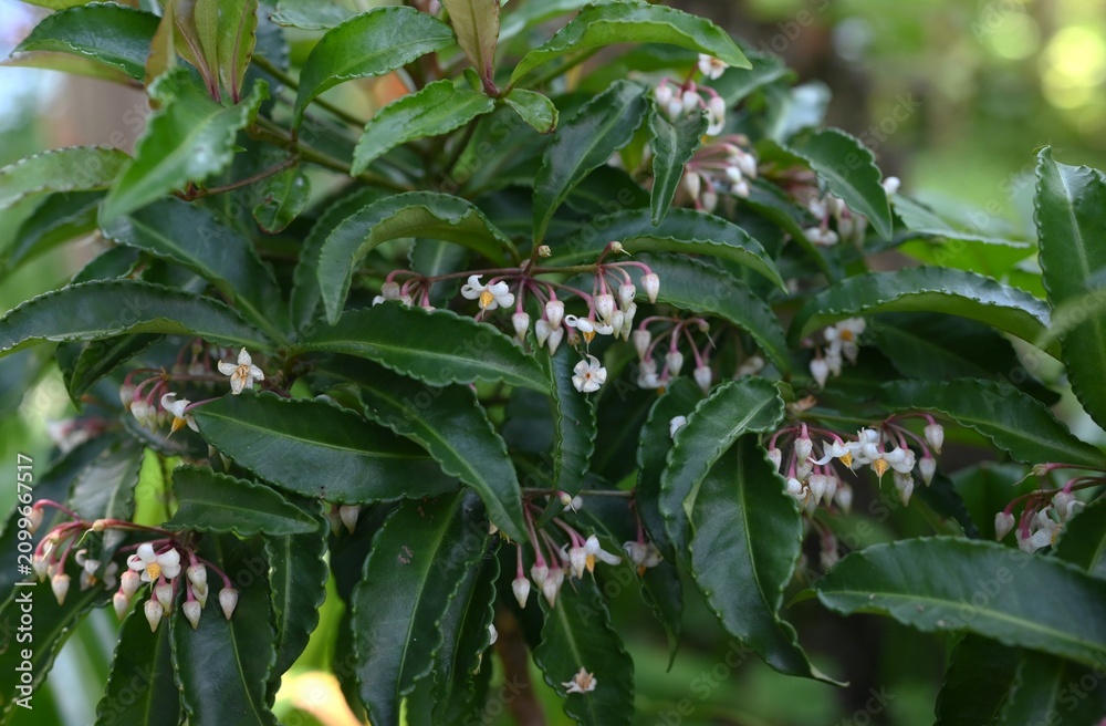 Obraz premium Coral bush (Ardisia crenata). Primulaceae evergreen shrub. Blooming white flowers in the summer and red berries in the autumn. In Japan, it is used in New Year's decorations.