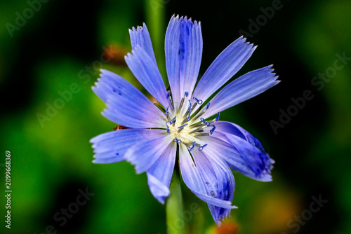 blue chicory flower on a blurred natural background