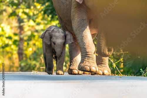 Canvastavla Its body is gray, its snout is called the trunk