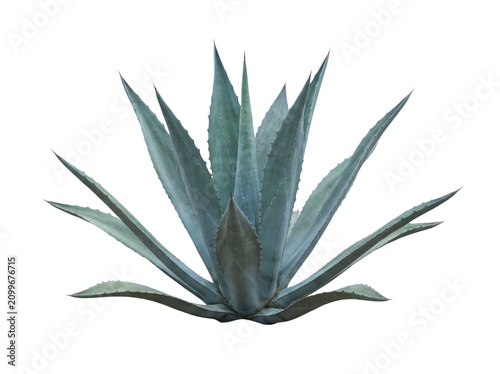 Blue agave plant with pointed leaves and a central rosette on transparent background succulent