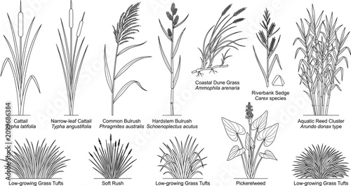 Obraz na płótnie Hand Drawn Wetland Plants and Aquatic Grass Outline Botanical Illustration Colle