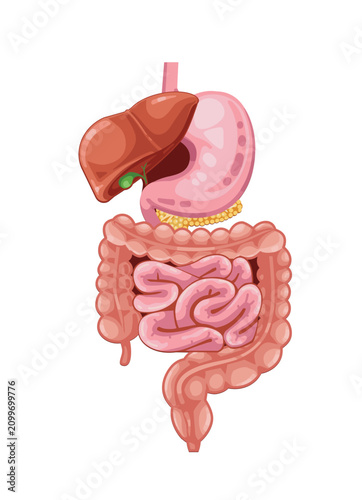 Human Digestive System Organs