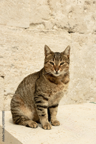 Stray tabby cat sitting near ancient stone wall