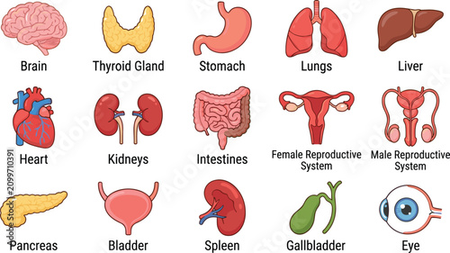 Fotografie Human internal organs anatomy icon vector illustration set featuring brain heart