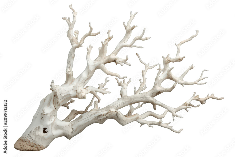 Fototapeta premium White weathered driftwood branches representing natural organic sculpture and twisted texture on transparent background