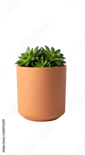 Small Green Succulent Plant In Orange Terracotta Pot Isolated White Background