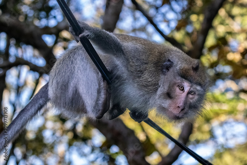 Long-tailed macaque monkey (Macaca fascicularis) sitting on a branch in the rainforest of northern Bali. 
