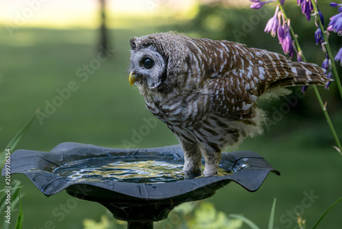 A juvenile barred owl is standing inside a birdbath to cool down on a hot summer day