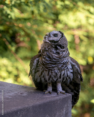 A juvenile barred owl is standing on ground, looking up at the sky and enjoying a sunny day, with forest on the background
