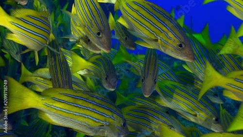 Schools of striped fish swim gracefully through azure waters, creating stunning display color and movement. Surrounding coral structures frame this lively underwater world, showcasing nature artistry.