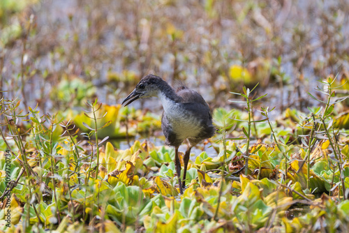 Canvas Print An immature White-breasted Waterhen (Amaurornis phoenicurus) foraging in a natural wetland