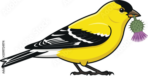 Fotografía American goldfinch bird perched vector illustration, yellow songbird cartoon iso