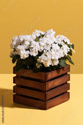 A wooden planter box filled with abundant white flowers against a yellow backdrop