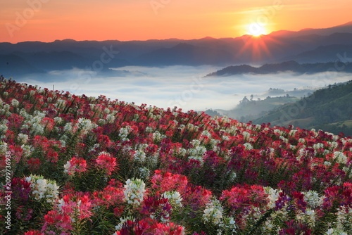 Fotografía Doi Mon Mork Tawan , a perfect spot for sunrise  offering a beautiful foreground