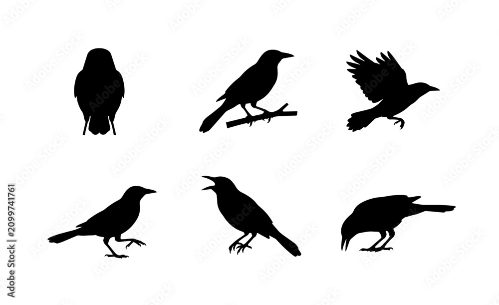 Fototapeta premium 70 Black Bird Silhouettes, Avian Vector Icons, Crow and Raven Poses, Wildlife Vector Collection, Graphic Elements for Design 100