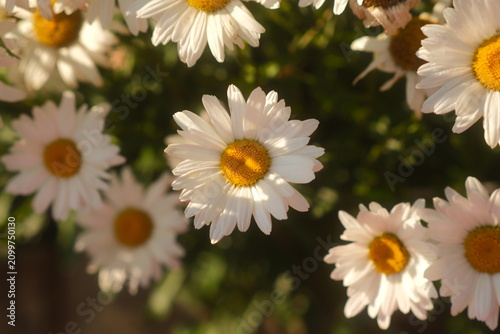 Photography Beautiful blooming chamomile flowers in a sunny field