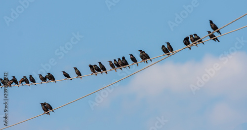 Common starlings, sturnus vulgaris, perching on power lines in summer, in Eastern Europe