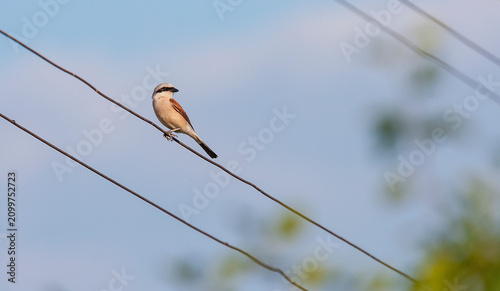 Foto Red-back shrike Lanius collurio, perching on power line in summer, in Eastern Eu