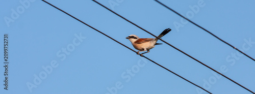 Εκτύπωση καμβά Red-back shrike Lanius collurio, perching on power line in summer, in Eastern Eu