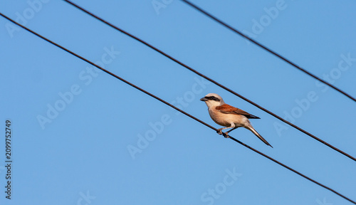Fotografie Red-back shrike Lanius collurio, perching on power line in summer, in Eastern Eu
