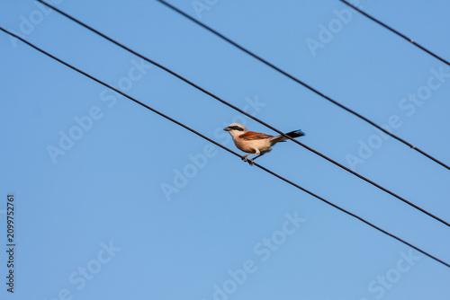 Foto Red-back shrike Lanius collurio, perching on power line in summer, in Eastern Eu