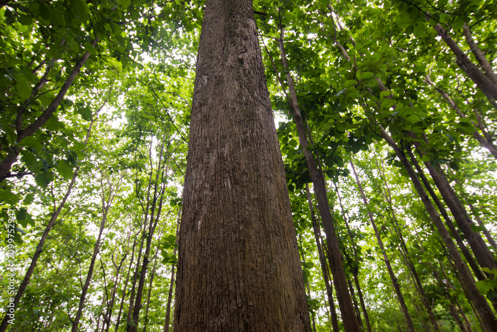 Fototapeta premium Trees in the forest in the summer. Natural green background.